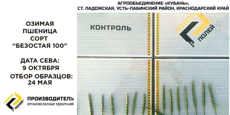 ozimaya-pshenicza-bezostaya