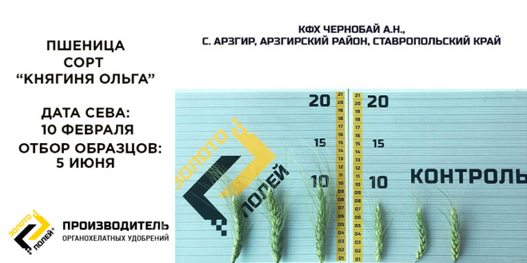 pshenicza-knyaginya-olga
